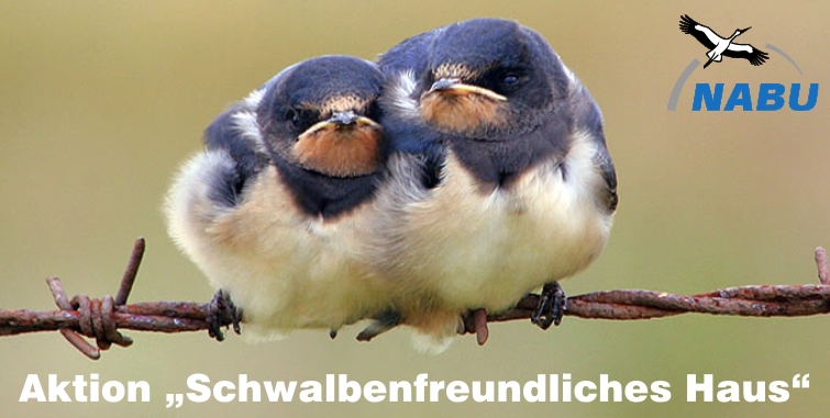 Schwalben